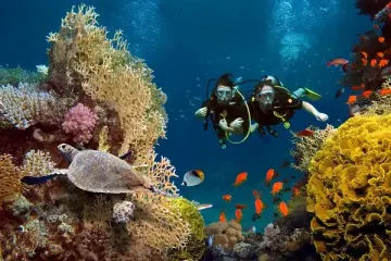 Diving or snorkeling in the Maldives